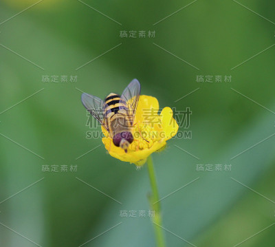 食蚜蝇(Syrphus ribesii)