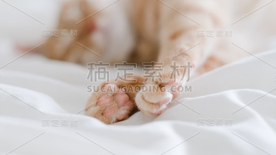 虎斑猫躺在床上