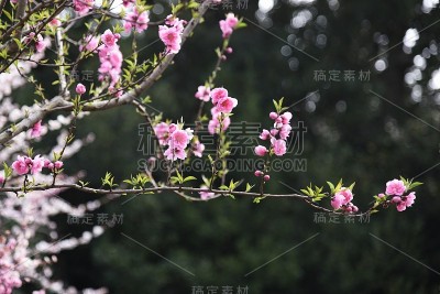 梅花盛开