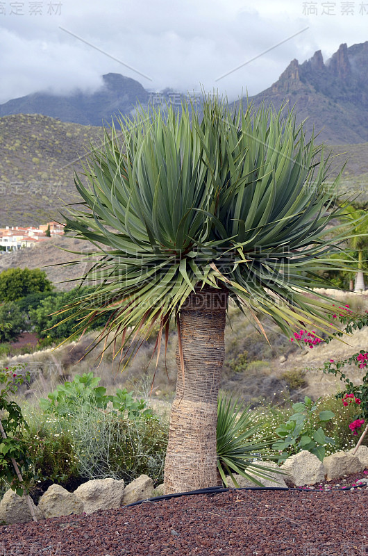 龙树(Dragon tree)。