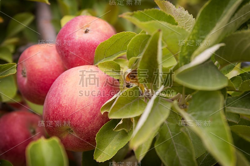 树枝上的苹果