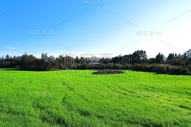 樱花、牧场、田野、樱花树、李子、油菜花、村庄、