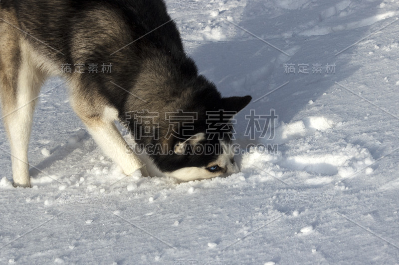 哈士奇把鼻子埋在雪里