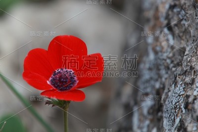 海葵
