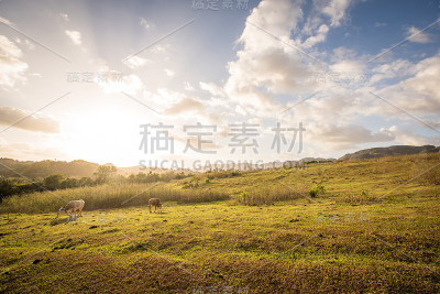 阳光下放养的奶牛，古巴