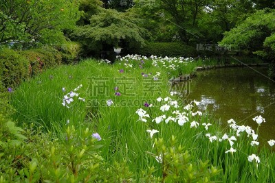 日本鸢尾，京都Ukyo-ku Ward，日本