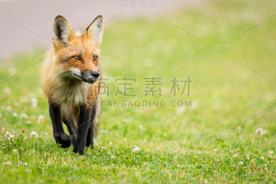 红狐狸