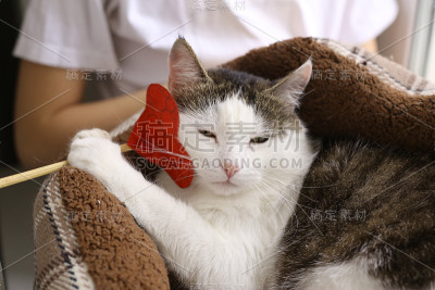 有趣的照片，猫在宠物床上的纸心