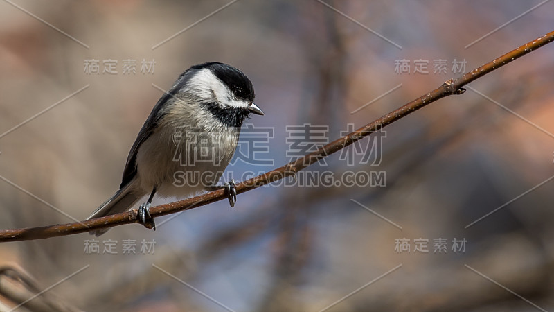 维吉尼亚山雀在树枝上