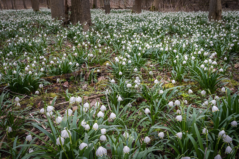 春雪花(Leucojum vernum)是石蒜科多年生球茎开花植物。春雪如地毯般盛开在河漫滩的森林里