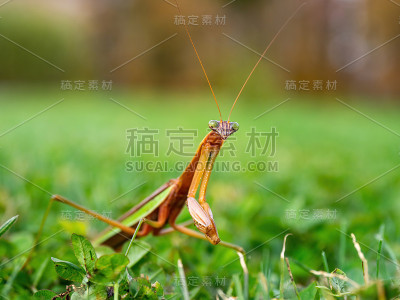 草中的螳螂