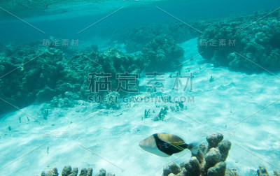 大型毕加索引金鱼