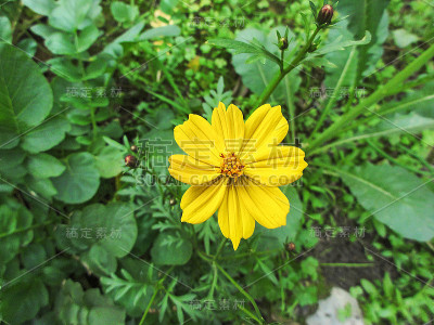 非洲雏菊黄花在家