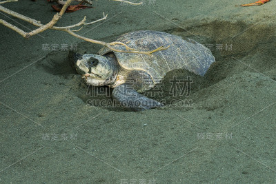 哥斯达黎加科尔科瓦多海滩绿海龟筑巢