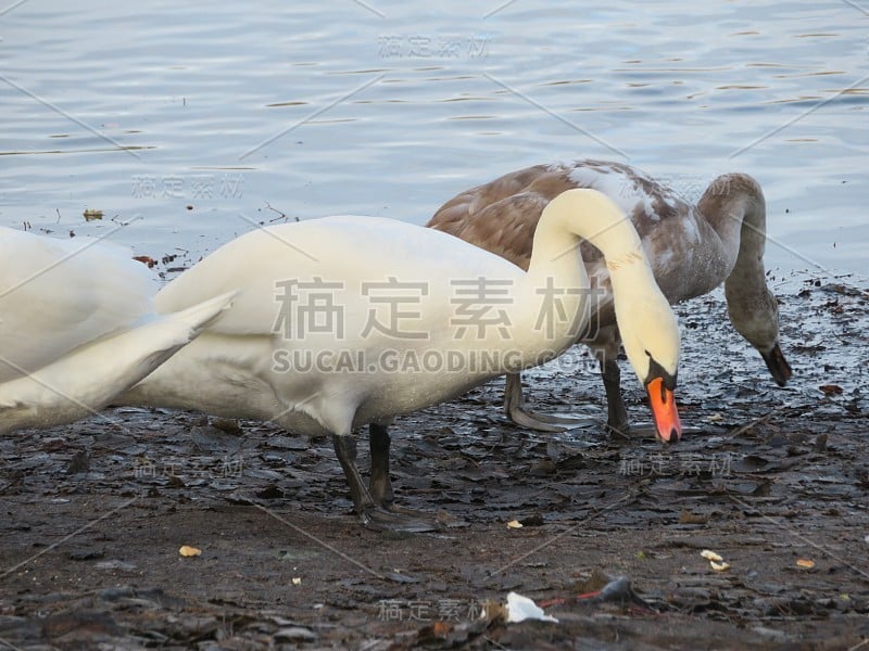 天鹅座的气味