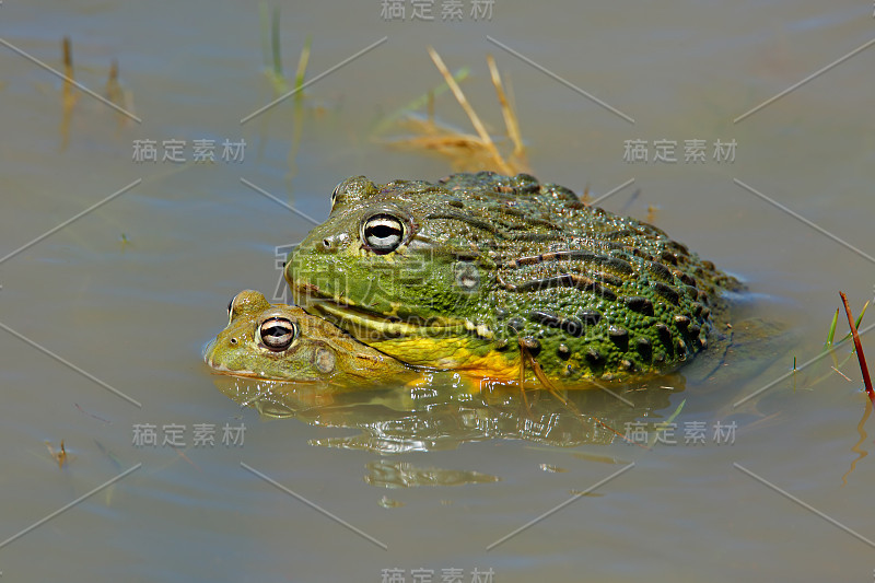 南非水中交配的非洲巨型牛蛙(Pyxicephalus adspersus)