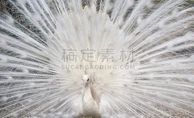 白孔雀