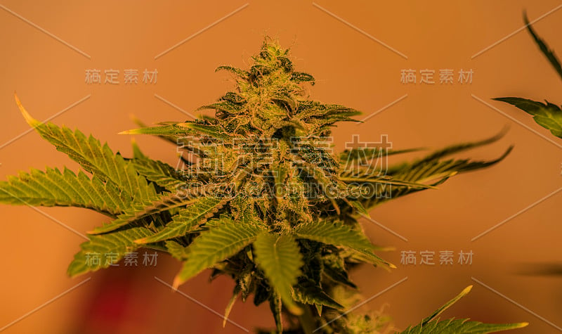 SAGE品种的医用大麻