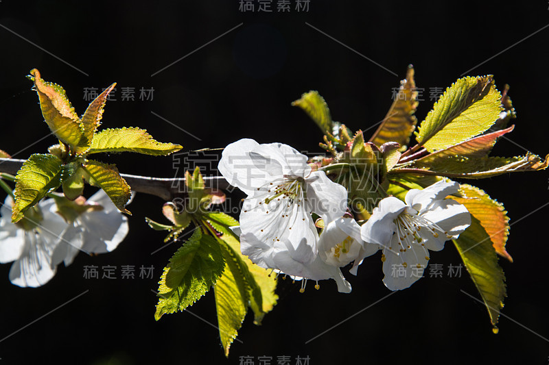 苹果花在四月