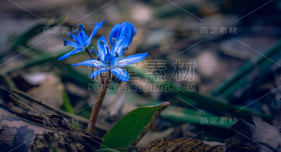 雪花莲