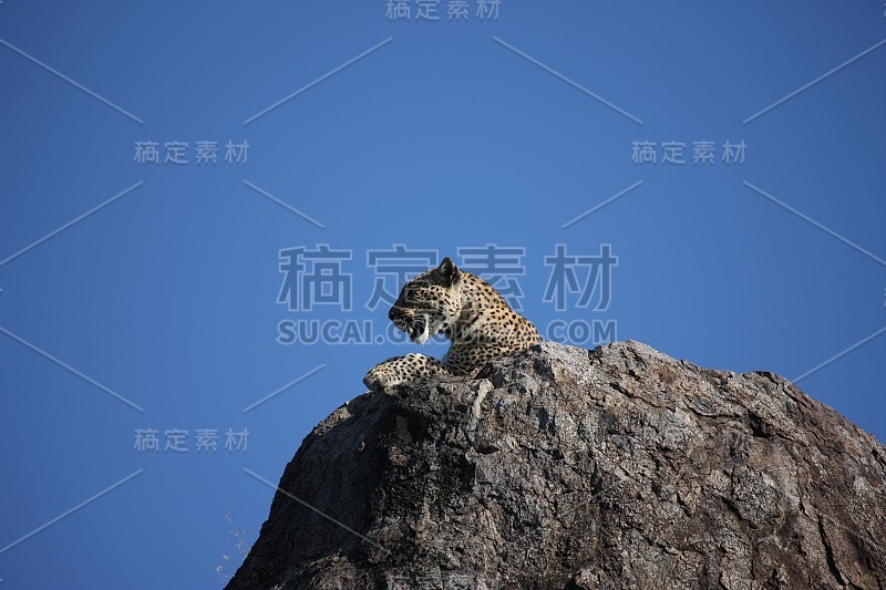 豹肯尼亚非洲大草原野生动物猫哺乳动物