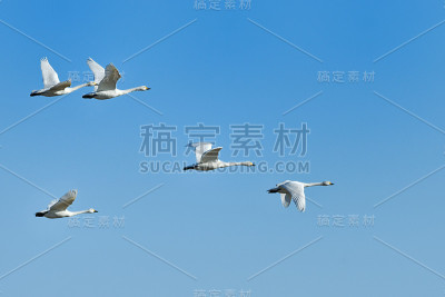 群天鹅
