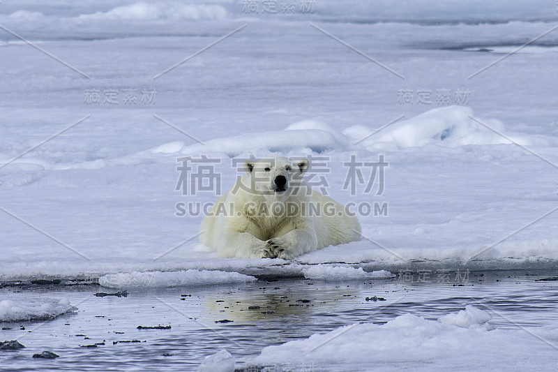 北极熊(Ursus maritimus)是一种原产于北极圈及其周围海域的北极熊。