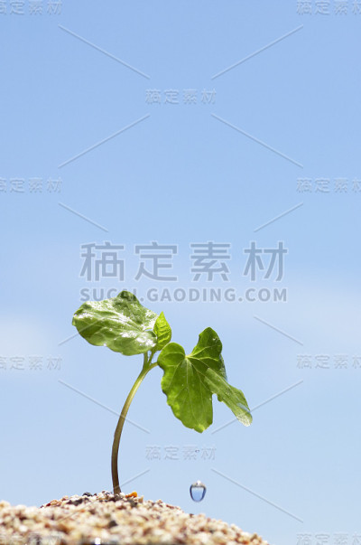 双叶