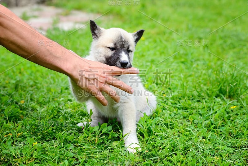 一只漂亮的西伯利亚莱卡犬调皮地咬着他的手