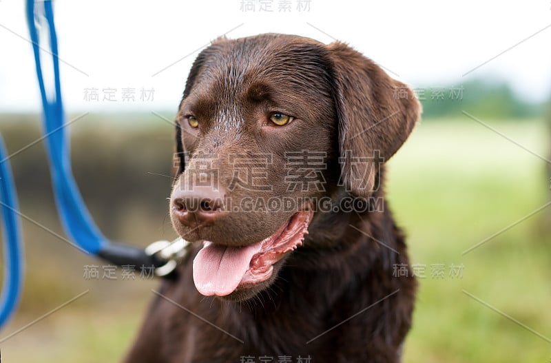 一个年轻可爱的拉布拉多猎犬小狗在草地上的肖像，他的脖子上有皮带和美丽明亮的眼睛