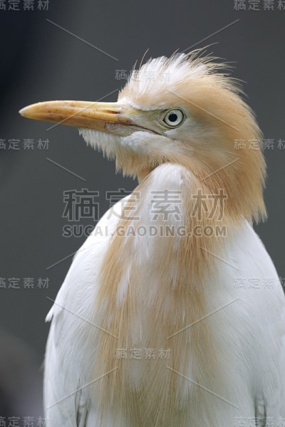 牛白鹭，朱鹭