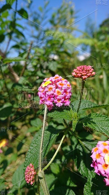 马缨丹，一种生长在山坡上的野花