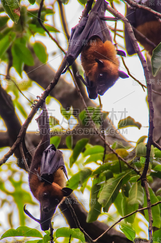 在泰国曼谷的Wat Po，泰国差春骚，用泰语说的Lyle's flying fox, Pteropu