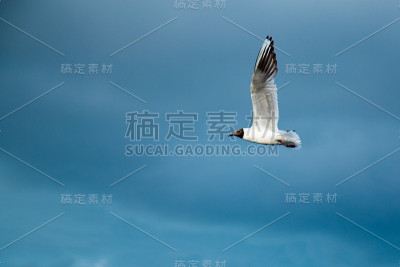 在多云的天气里，一只河海鸥在雷雨云的背景下飞过湖面