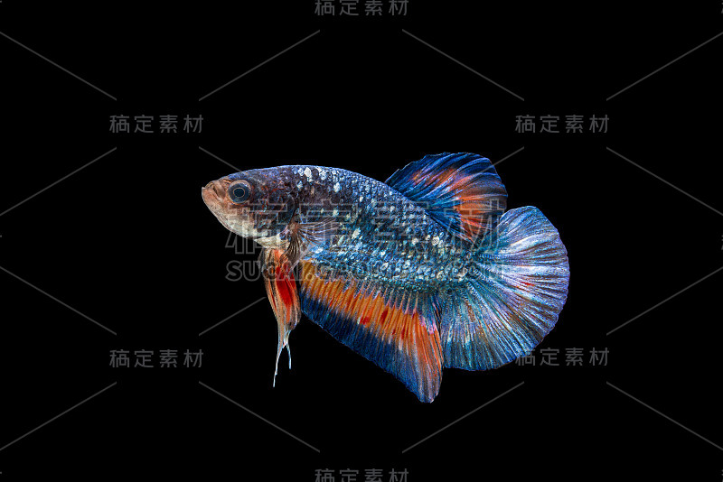 短尾斗鱼Splendens，暹罗格斗鱼蓝x红颜色孤立在黑色背景