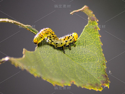 布鲁科