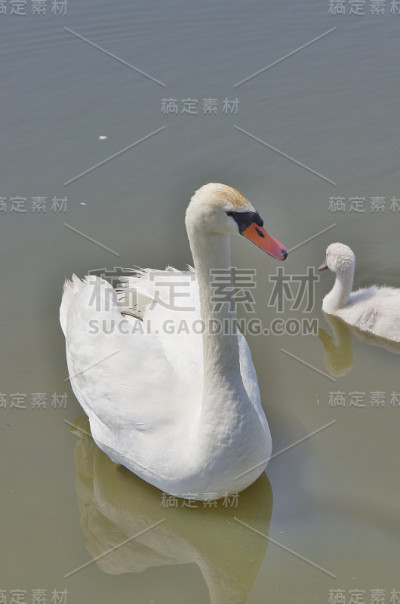天鹅在池塘里漂浮