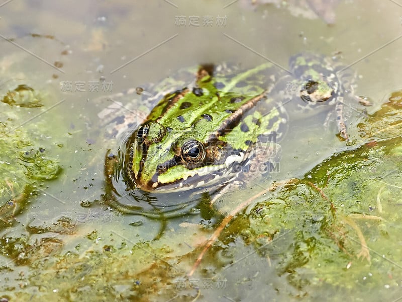 食用蛙(Pelophylax kl. esculentus)