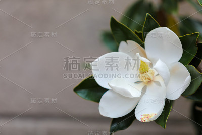 玉兰花
