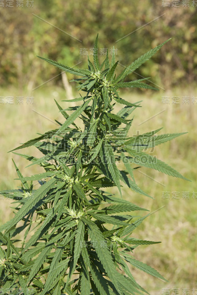 野生大麻。有芽和叶的大麻植物。