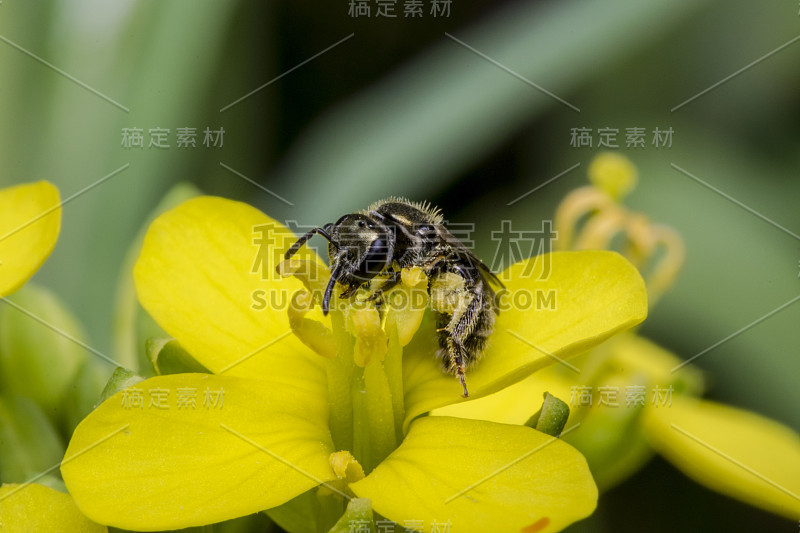 黄色樱草花上的黑色小黄蜂