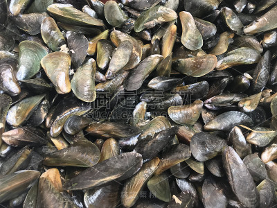 Pile of mussels for cooking ingredient