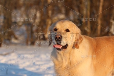 金毛猎犬在走路。冬天。