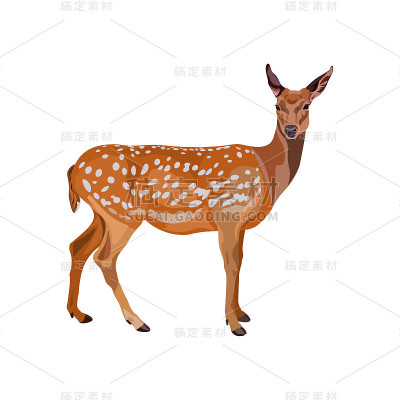 女性的小鹿