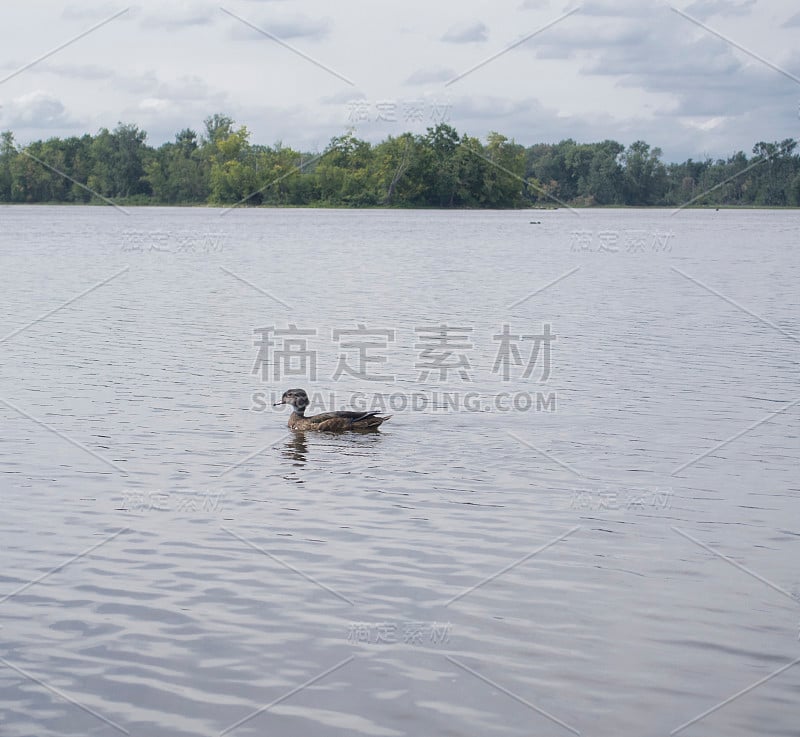 一个夏天的下午，鸭子在河里游泳