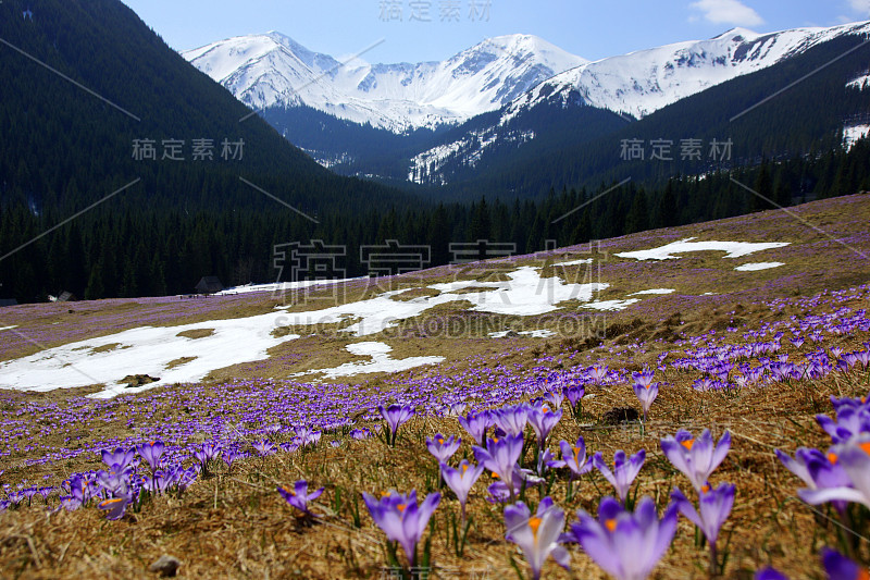 波兰塔特拉山乔乔洛夫斯卡山谷的番红花