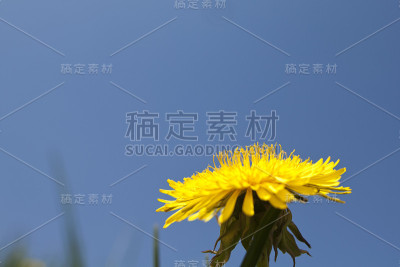 蒲公英关闭