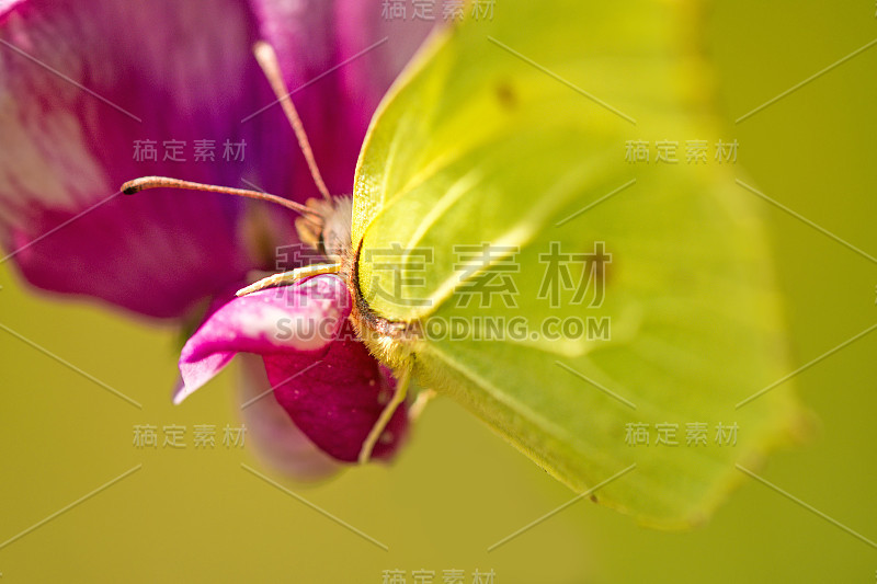 硫磺蝴蝶，黄芪花上的黄芪