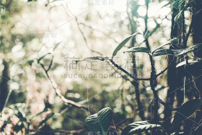 森林里的绿叶