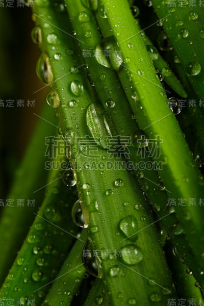 绿洋葱
